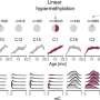 Researchers identify abrupt epigenetic aging of the colon