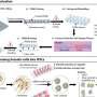 New device improves stem cell generation and chance for accessible Alzheimer’s cell therapy