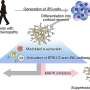 Differentiating cerebral cortical neurons to decipher molecular mechanisms of neurodegeneration