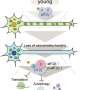 Study shows how depletion of mitochondria in axons can directly lead to protein accumulation