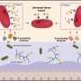 Researchers discover enzymes that open new path to universal donor blood