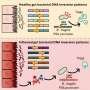 Bacteria in the intestine that change in response to inflammation could have an impact on our immune system