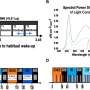 Higher light levels may improve cognitive performance