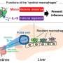 Identifying a new liver defender: The role of resident macrophages