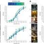 Image viewing experiments challenge theory of universal internal clock