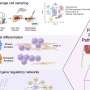 Single-cell analysis reveals mechanisms of a common complication of Crohn’s disease