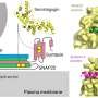 New insights into the molecular mechanisms behind the action of secretagogin