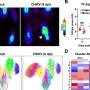 Immune cell interaction study unlocks novel treatment targets for chikungunya virus