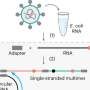 New technology uncovers mechanism affecting generation of new COVID variants