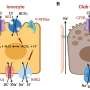 Researchers explore new cell target for cystic fibrosis treatment