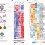 New method rapidly reveals how protein modifications power T cells