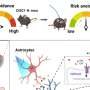 Researchers unveil vital role of astrocytes in mental health