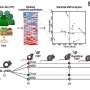 Scientists discover key bacterium that maintains protective intestinal mucus barrier under low-fiber diet