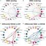 Stem cells improve memory, reduce inflammation in Alzheimer’s mouse brains