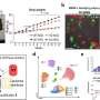 Understanding the cellular mechanisms of obesity-induced inflammation and metabolic dysfunction