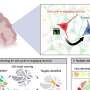 Brain neurons re-entering the cell cycle age quickly and shift to senescence, particularly in neurodegenerative disease