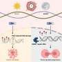 Chemo for glioblastoma enhanced by tapping into cell’s daily rhythms