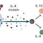 Engineered CAR T cells repress signs and symptoms of allergic asthma in mice for a year