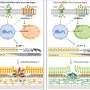 Scientists identify new treatment target for leading cause of blindness