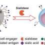 New technique improves T cell-based immunotherapies for solid tumors