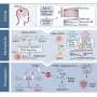 Novel genetic mechanisms may serve as therapeutic target against glioma