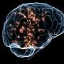 Brain region involved in oxycodone relapse identified