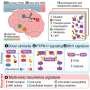 Proteogenomics analysis of high-grade gliomas offers hints on tumor evolution