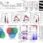 Combination treatment based shows promise for treatment of retinal degenerations, drug repurposing study finds