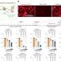 Destroying cancer-causing RNA could lead to bespoke treatments, say scientists