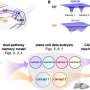 Hippocampus uses dual pathways for memory storage