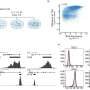 Immune cell transformation can influence stem cell transplant success in cancer patients