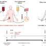 Kidney transplantation: Combined cell therapy found to reduce donor-specific immune response