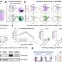 Knockout of CD5 on CAR T cells shown to boost anti-tumor efficacy