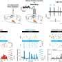 Midbrain dopamine neurons can retain short-term memories, study shows