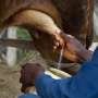 Study: Raw milk is risky, but airborne transmission of H5N1 from cow’s milk is inefficient in mammals