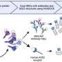 Research shows spike gene mutations do not correlate with increased SARS-CoV-2 variant severity