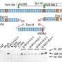 New gene therapy approach shows promise for Duchenne muscular dystrophy