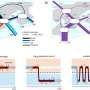 A predictive model for cross-border COVID spread