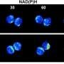 Research harnesses machine learning and imaging to give insight into stem cell behavior