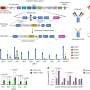 Researchers turn the body’s B cells into tiny surveillance machines, antibody factories