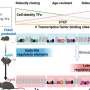 Researchers reveal a master controller of development and aging