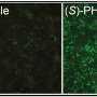 Researchers identify molecule as potential treatment for Angelman syndrome