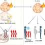 A new class of beige fat cells that burn energy via ‘futile cycles’ could lead to better metabolic health