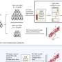 Experimental blood test predicts age-related disease risk in diverse populations