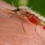 New insights into antibody roles could improve malaria vaccines for children