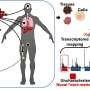 Researchers discover novel nanoparticles in blood with potential to transform cancer diagnosis