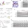 New anti-cancer ‘degrader’ targets protein essential to infant leukemia