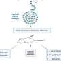 Promising peptide compound can decrease appetite and protect the brain against Alzheimer’s-type diseases