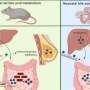 Norovirus study shows how bile acids in breast milk affect newborn gut health