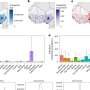 Preventive vaccination could be a key strategy against Lassa fever and the next pandemic